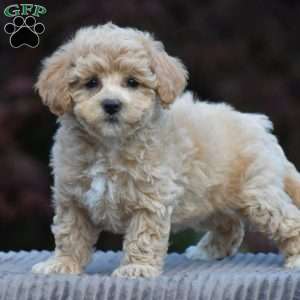 Basil, Bich-Poo Puppy